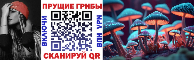 Псилоцибиновые грибы Psilocybine cubensis  Тотьма 